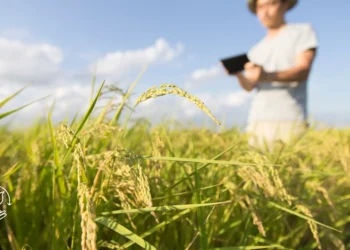 Como a tecnologia está transformando o agronegócio
