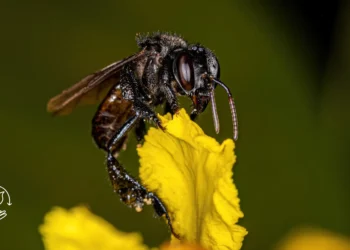 Como criar abelhas sem ferrão e produzir mel de forma sustentável