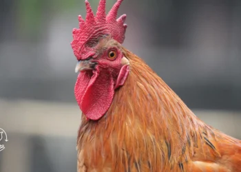 Como criar galinhas poedeiras de forma sustentável