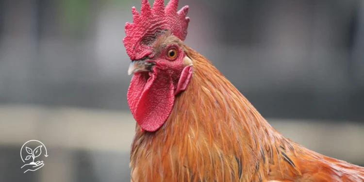 Como criar galinhas poedeiras de forma sustentável