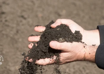 Como economizar na produção agrícola sem perder qualidade