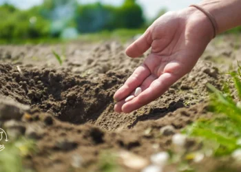 Como escolher as sementes certas para sua plantação