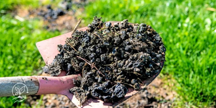 Como fazer adubação verde e recuperar solos empobrecidos