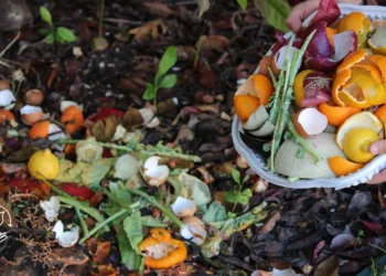 Como fazer compostagem e transformar resíduos em adubo