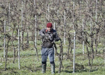 Como fazer o controle de pragas de forma natural e eficiente