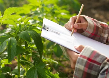 Como fazer um bom planejamento financeiro rural