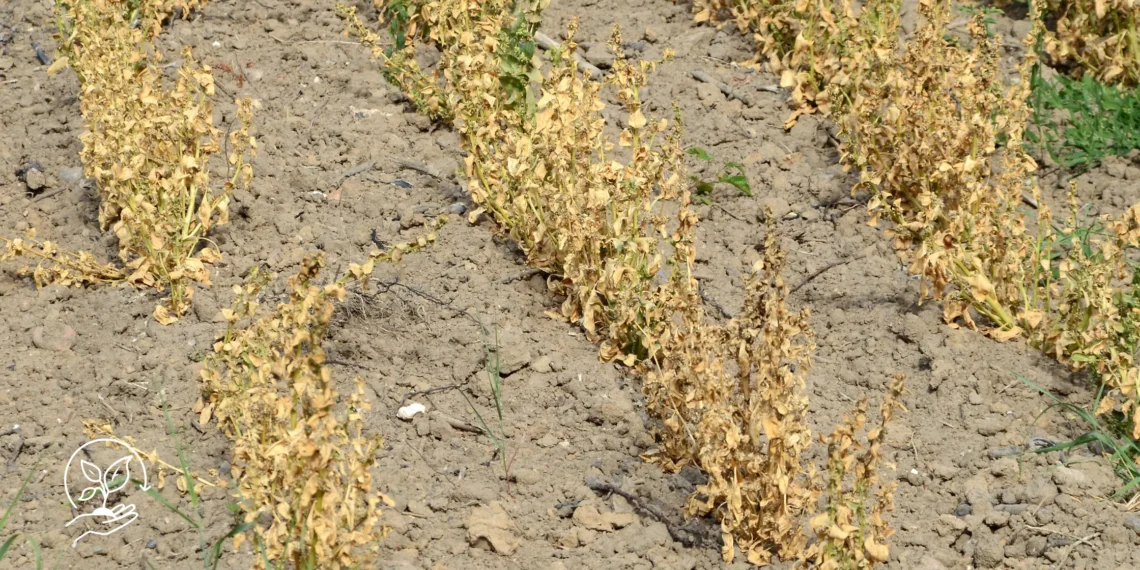 Como lidar com períodos de estiagem na pequena propriedade rural