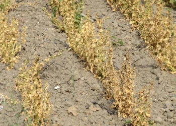 Como lidar com períodos de estiagem na pequena propriedade rural