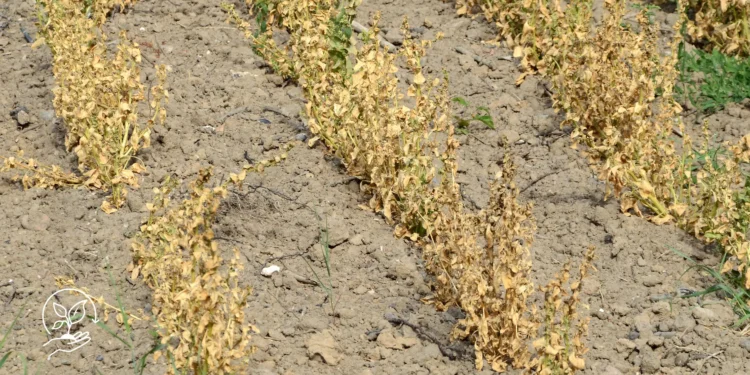 Como lidar com períodos de estiagem na pequena propriedade rural