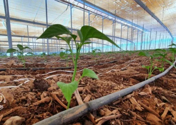 Como montar um pequeno viveiro de mudas
