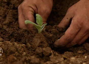 Como produzir mudas com qualidade para aumentar sua produção