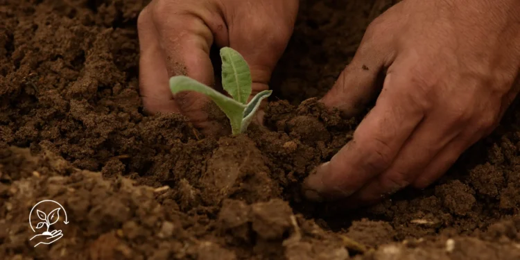 Como produzir mudas com qualidade para aumentar sua produção
