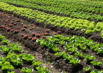 Como usar a rotação de culturas para melhorar o solo e a produtividade