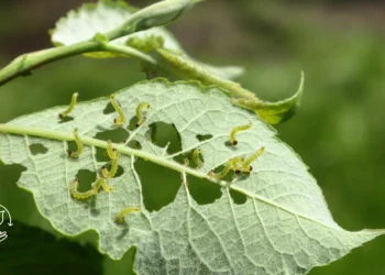 Como usar o controle biológico no combate a pragas na lavoura