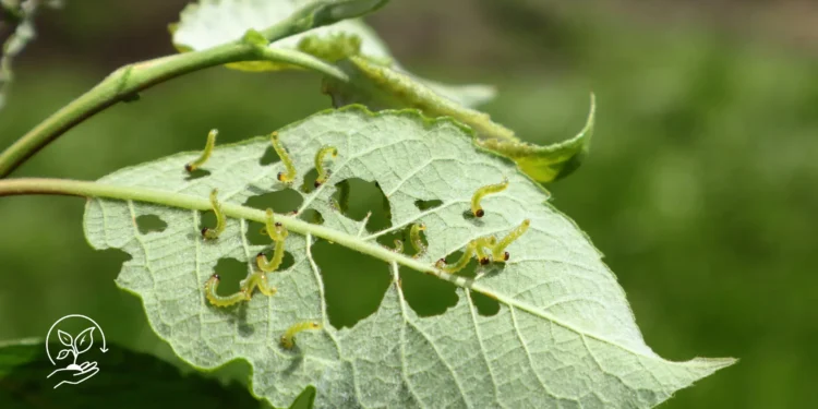 Como usar o controle biológico no combate a pragas na lavoura