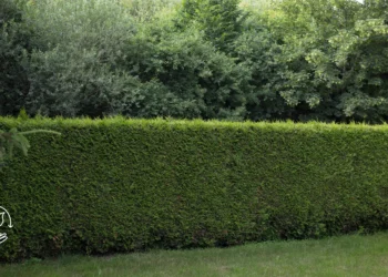 Como utilizar cercas vivas na propriedade rural