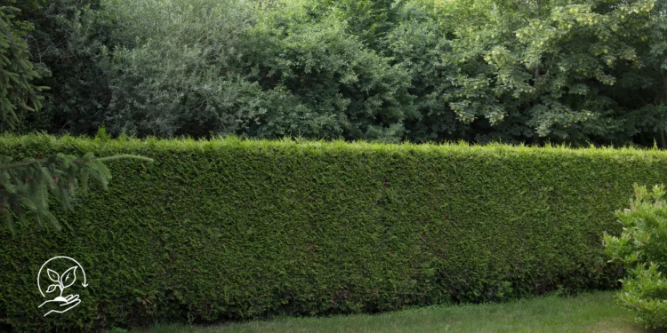 Como utilizar cercas vivas na propriedade rural