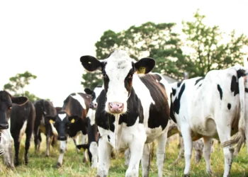 Cuidados na criação de gado para iniciantes