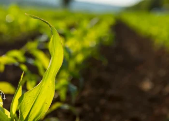 O que é agricultura de precisão e como começar a aplicar