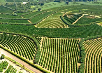 Sistemas agroflorestais o que são e como implantar na sua propriedade